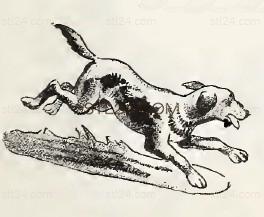 ANIMAL_0146